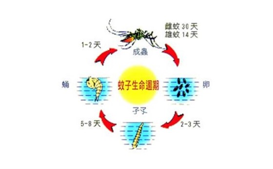 蚊子危害多,我們應該如何防治蚊子?