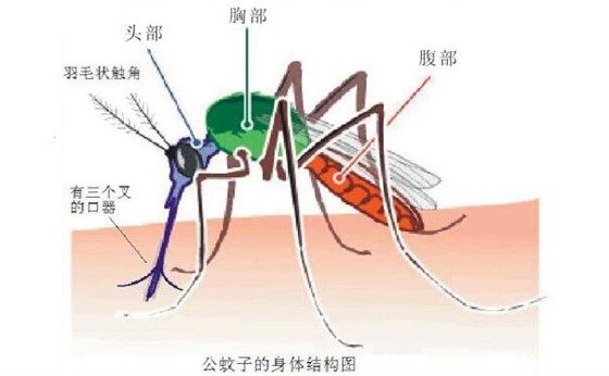 蚊子危害多,我們應該如何防治蚊子?