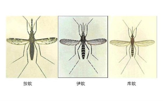 蚊子危害多,我們應該如何防治蚊子?