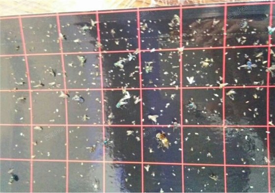 景隆滅蠅燈廠家:關于滅蠅燈粘紙多久更換