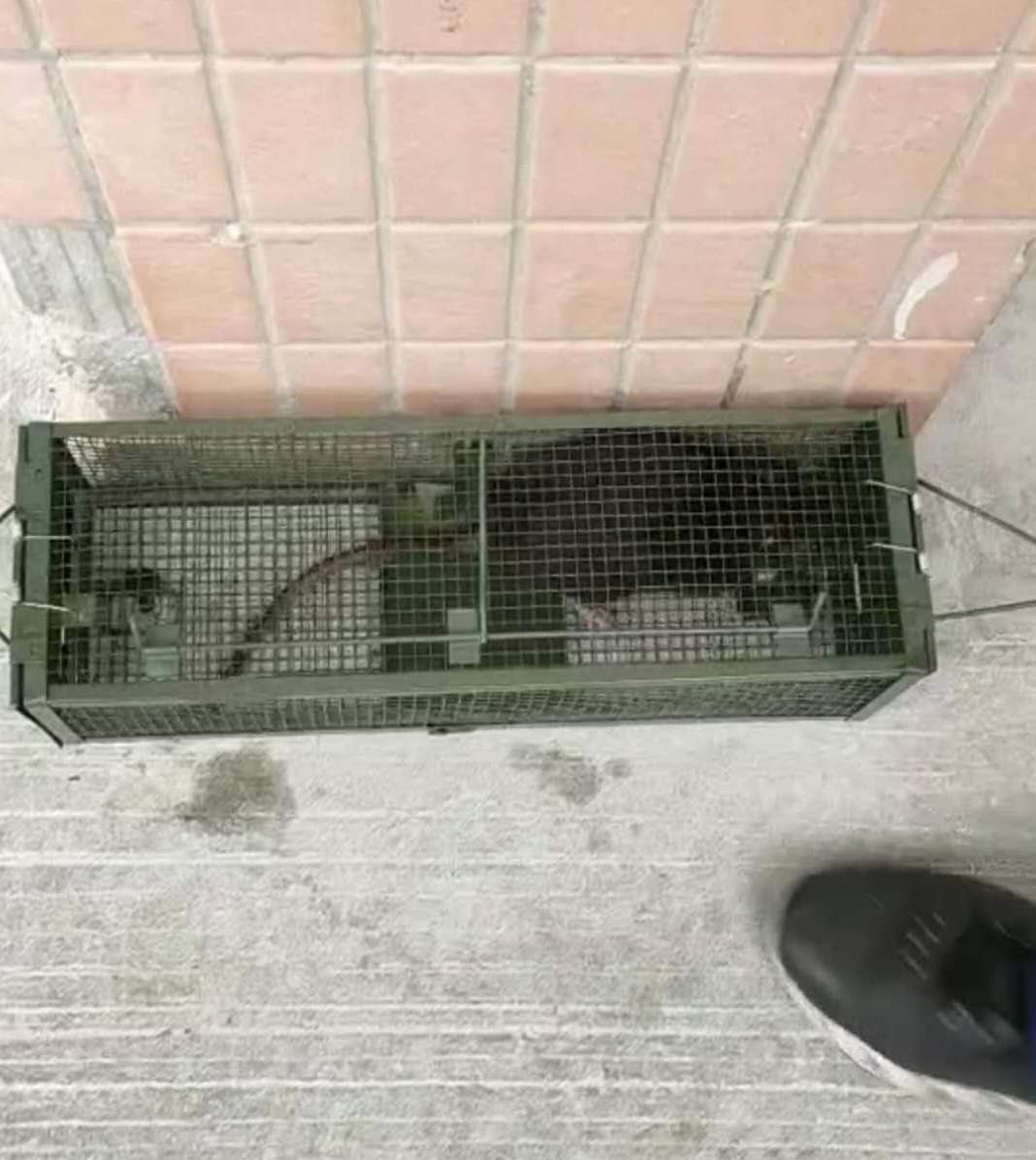 景隆老鼠籠廠家
